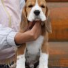 beagle - tango 3